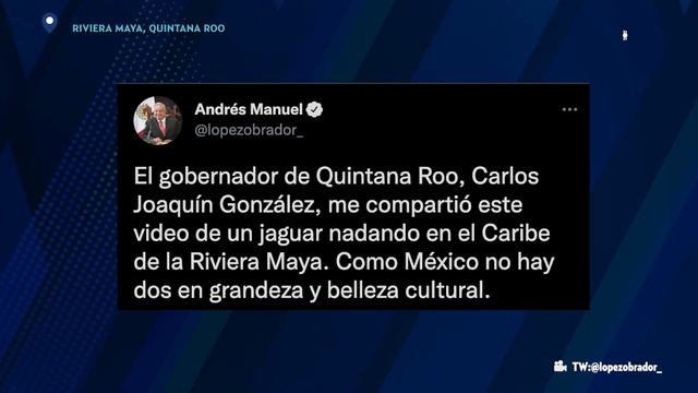 ¡MÉXICO LINDO! AMLO comparte video de JAGUAR nadando en RIVIERA MAYA смотреть онлайн