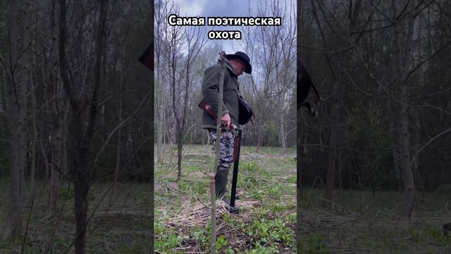 Вальшнепиная тяга - самая спокойная и красивая охота! #hunting #охота #вальдшнеп #охотанавальдшнепа