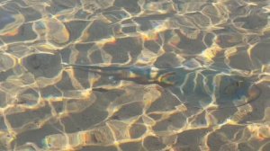 Шок 😱 от подводного мира отеля Siva Golden Bay Makadi 4* Египет 🇪🇬 Ужас и восторг от косяков рыб 🐟