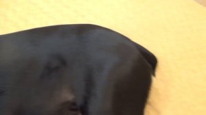 Лечим глаз собаке Кане Корсо. #canecorso