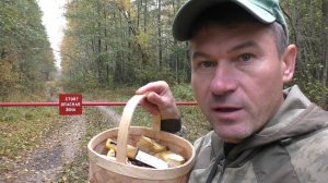 Дождался! Дожди🌦️прошли и ГРИБЫ ПОШЛИ! ГРИБЫ И ЛЕС! Дорога и грибы 🍄