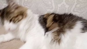 Мейн кун Фёдор