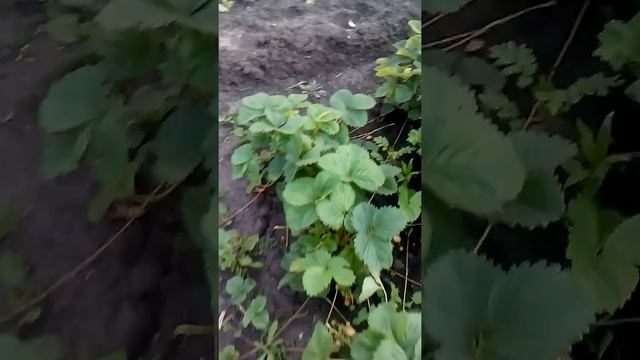 Вечерняя прогулочка с Катюшей смотреть онлайн