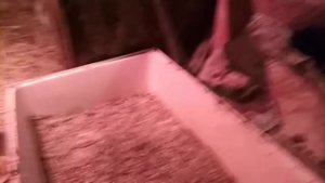 Купила бройлеров 3 недельных
