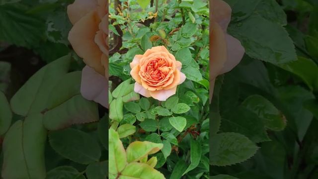 Роза Чарльз Остин #красивыерозы #rose #garden #красивыерозы #flowers #gardening #розы #цветущиерозы