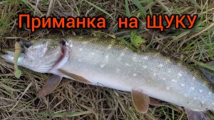 Ловля ЩУКИ ОСЕНЬЮ на СПИННИНГ.