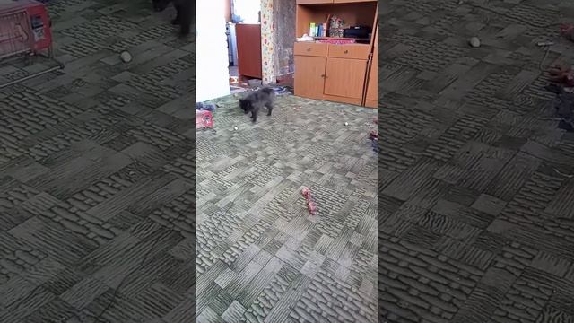 #немецкий #шпиц #щенок