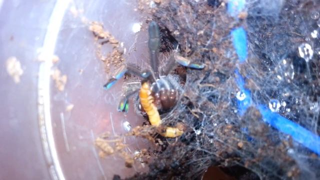 Karmienie Psalmopoeus Cambridgei L23