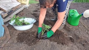 Земклуника Барыня, пересадка усов методом перевала.
