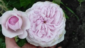 Самые обильноцветущие сорта роз для вашего сада. Розы в саду. #розы #цветы #сад #розарий