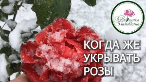 КОГДА И КАК УКРЫВАТЬ РОЗЫ