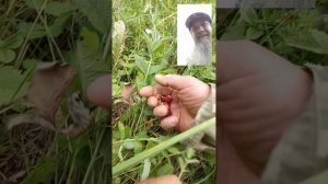 Заготовка травяного чая