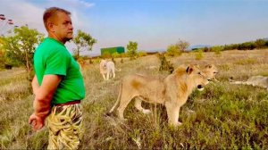 Почему Олега Зубкова-Человека Льва НЕ ТРОГАЮТ львы???