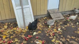 Гуси 🪿 куры 🐔 утки 🦆 и конечно же ответ на комментарий 💬 🤔