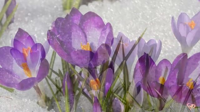 УСЛЫШЬ  ДЫХАНИЕ  ВЕСНЫ...Красивая, легкая, волшебная МУЗЫКА  С началом весны.