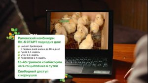 Особенности кормления и содержания бройлеров