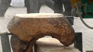 Ленточная пилорама "Тайга Т -2Б"с бензиновым двигателем  распиливает  березовый кап