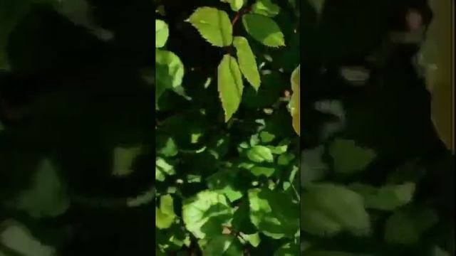 Цветочные Чудеса: Розы Раскрываются #красивыерозы #цветы #garden