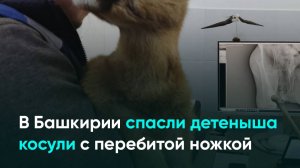 В Башкирии спасли детеныша косули с перебитой ножкой