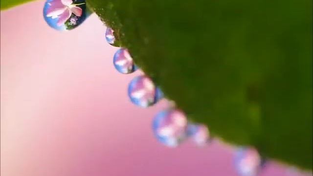 Наслаждение капельками росы! Красота Божия! смотреть онлайн