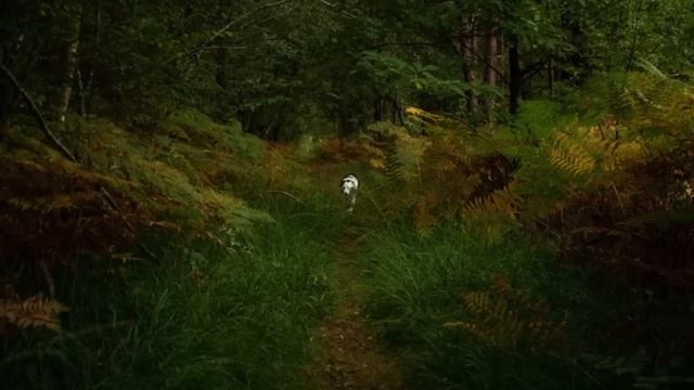 Мистика ШАМАН 2 часть. Страшная история смотреть онлайн