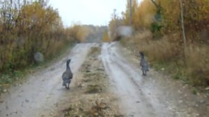 Глухари