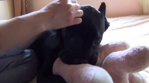 Cane Corso массаж уха после купирования, ear massage after kupirovki