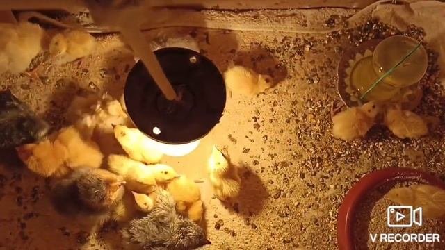Содержание перепелов! 1 Часть. 1-7 Сутки!