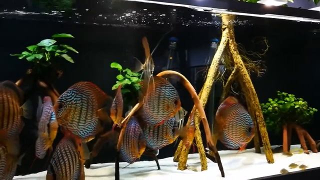 Altum Angel & Red Turquoise Discus - by Christian Knauth смотреть онлайн