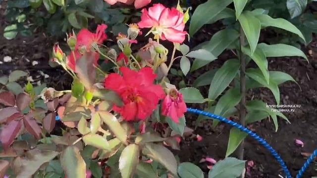 ОБЗОР САДА С ЛЮДМИЛОЙ БАРАНОВОЙ - ВЕДУЩИМ РОЗОВОДОМ ГАРШИНКА.РУ