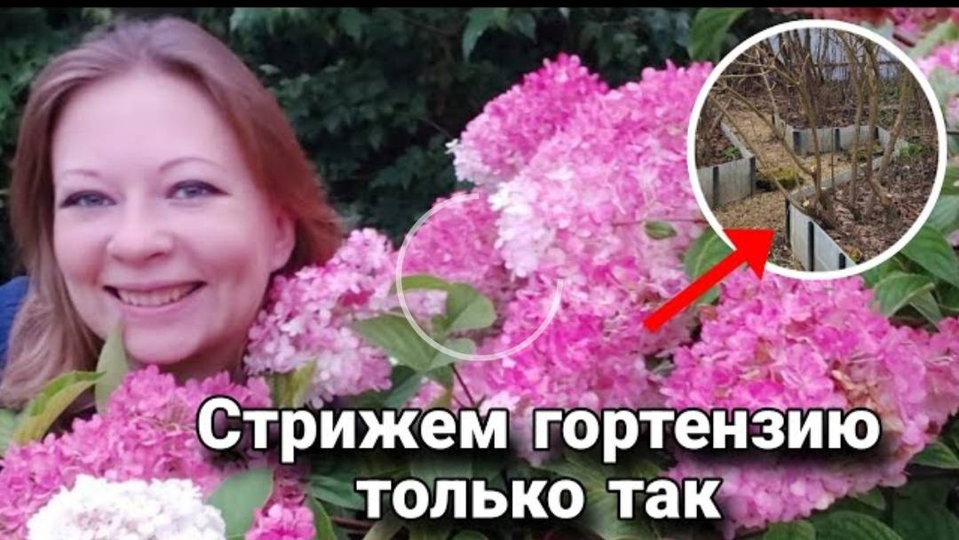 Как стричь гортензию для пышного цветения