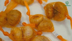 Луковицы гладиолусов. Краткий обзор размера и качества