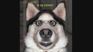 Собачьи будни!Автор и исполнитель Василий Горчаков