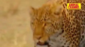 Hayvonot olami / Arslon / Yoʻlbars / Qoplon / Gepard / Yaguar