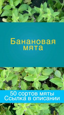 Банановая МЯТА