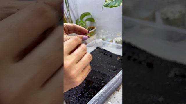 Подписывайся! Как сажать клубни #Алоказия #комнатныерастения #комнатныецветы #растения #цветы