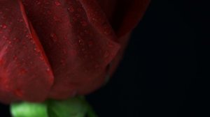 Детские песни про цветы. По временам года. Тизер. Наталия Лансере. Альбом "Цветочки"