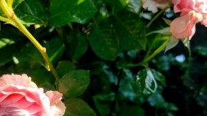 Лучшие сорта роз для сада: обильное цветение гарантировано  4k #розы #цветы #сад #розарий #4k