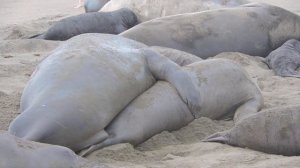 Mating season of elephant seals in January, 2022
