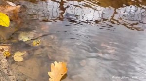 Практика «Листья, плывущие по ручью» (ACT терапия принятия и ответственности)