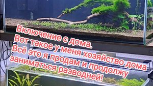 Аквариумное хозяйство дома! Аквариумные рыбки и креветки в домашнем аквариуме!