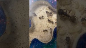 Отрывок из жизни муравьиной фермы