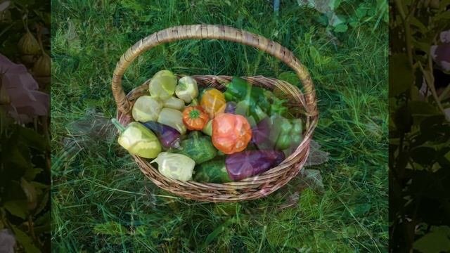 Препарат для регуляции роста растений Плодостим (ролик для покупателей)
