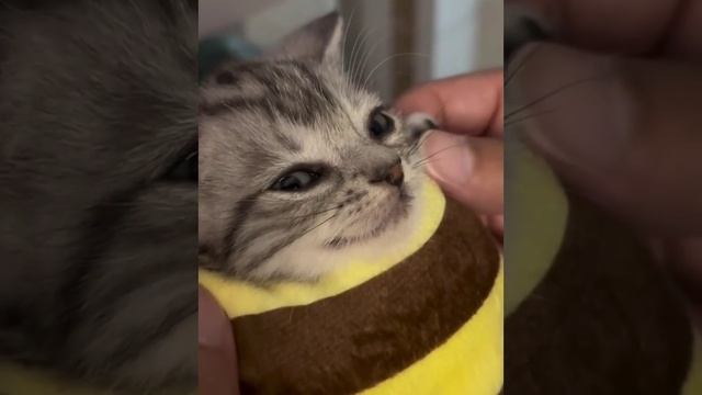 Мягкая кото подушка