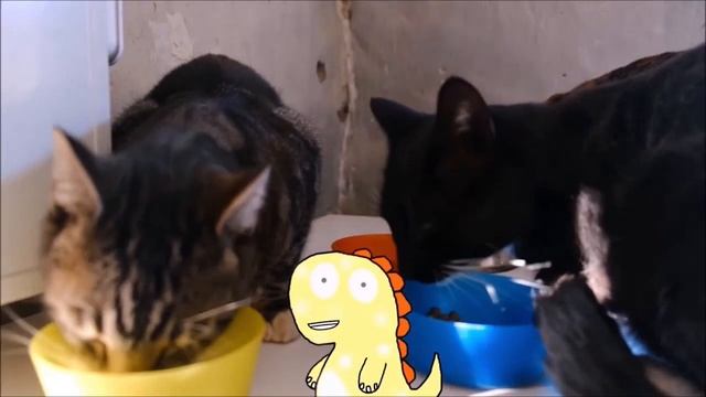 Познавательный развивающий мультик про котиков