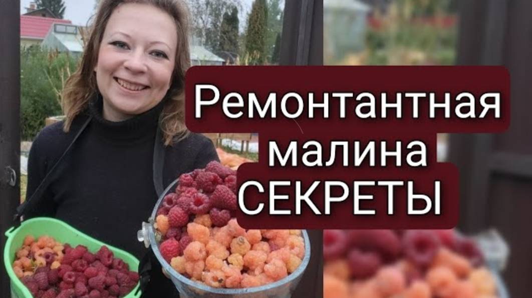 РЕМОНТАНТНАЯ МАЛИНА | ОСОБЕННОСТИ УХОДА ,ОБРЕЗКА И УРОЖАЙ В СЕНТЯБРЕ |