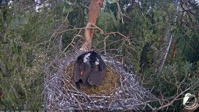 Gajas un Kaupo pirmais mazulis olā sāk runāties. 2018.05.16 смотреть онлайн