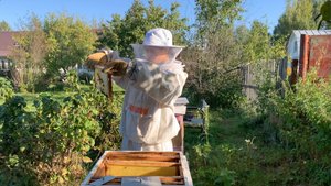 Профилактика пчелиного клеща Varroa 2024