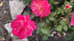 Как Цветут РОЗЫ Осенью: Позднецветущее наслаждение #розы #осень #розыосенью #цветущиерозы