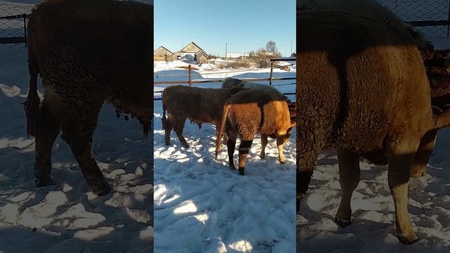 зачатие телёнка 😁 смотреть онлайн